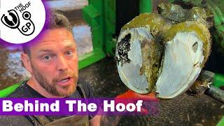 a SORE BULL's FOOT, teaching in IRELAND & revisiting a cow in BAD SHAPE!!!! | BTH episode 7