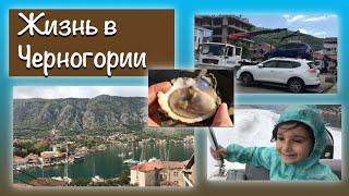 Жизнь в Черногории. “Сorona free”. Исчезла машина. Живые устрицы. Грейпфрут цветёт. Прчань