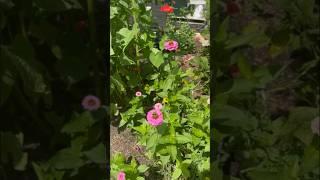 Dollar Tree #flowers | Connecticut #zone6b