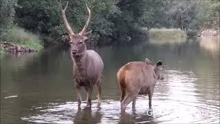 SAMBAR DEER IN WATER