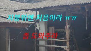지붕 위에 첨 올라간 새끼 고양이...과연 무사히 내려왔을까??