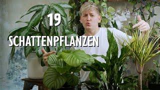 TOP 19 Zimmerpflanzen für DUNKLE Standorte 