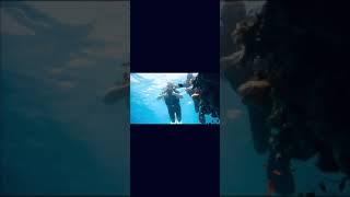 The best diving in sharm el sheikh w/ jessy Elassi