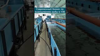 Современный бизнес по выращиванию рыбы в УЗВ  #рыба #узв #акварост