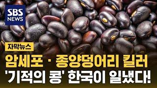 암세포 · 종양덩어리 킬러…'기적의 검은 콩' 한국 연구진이 또 일냈다! (자막뉴스) / SBS
