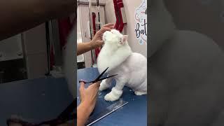 persian cat surprising grooming into lion  #cute #grooming #shortsvideo