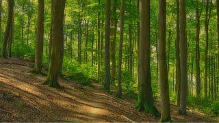  4K - Relaxing Nature Sounds For Stress Relief, Forest Sounds, Bird Song