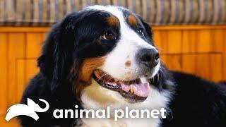 Bernese Mountain Dog Introduces Adorable Puppies to Their Farm | Too Cute! | Animal Planet