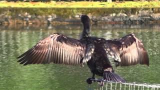Cormorant Drying Its Wings & Preening