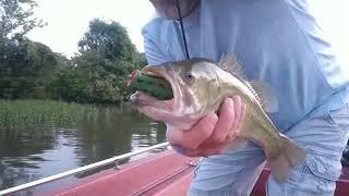 Bass Fishing with frogs on Old Hickory Lake