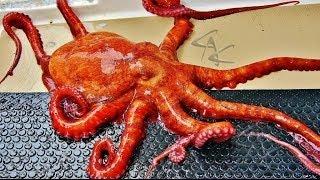 Octopus Escape!