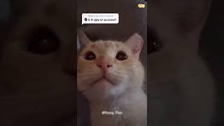 #cat #funny #happycats #catmemes #music #memes #trending #trendingshorts #new #reels