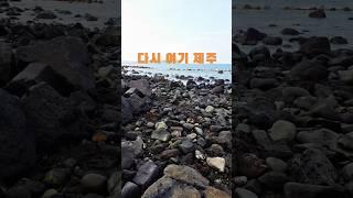 제주 바다의 보물, 파도 소리가 들리는 듯한 그 맛! 물때를 기다려 제주 바다가 내어준 싱싱한 조개들 #항도식당 어머님 손길로 반죽한 쫄깃한 수제비:)