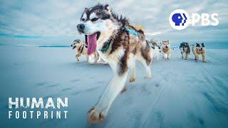 Sled Dogs: The Most Extreme Distance Athletes on Earth