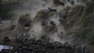 非洲肯亞動物大遷徙The Great Migration馬拉河Mara River牛羚斑馬 渡河篇  Nikon Z9 Z8