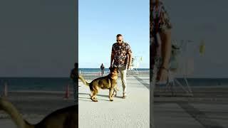 You are training PET DOGS wrong!