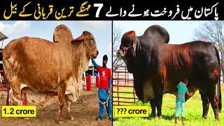 Pakistan Kay 7 Sab Say Mehangay Qurbani K Janwar | Eid 2022 | NYKI