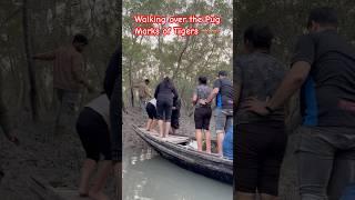 Walking on the Pug Marks of Tiger|#youtubeshort#tigerreserve#shortsviral#shorts#shortfeed#sundarban