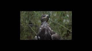 Bald Eagles: Kings of the Avian Realm