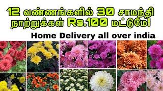 65% offer 12 வண்ணங்களில் 30 சாமந்தி நாற்றுக்கள் Rs.100 மட்டுமே! 60 நாற்றுக்கள் Rs.200 மட்டுமே!!