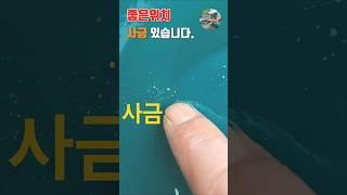 좋은위치! 사금이 있습니다. #사금#사금채취 #goldpanning