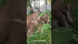 Gosha Likes to Eat Grass These Days : Big Floppa #caracal