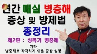 매실 병해충 강의 제4강 - 성목기 매실나무 연간 병충해 증상 및 방제법.  1부 : 동계방제~수확전 방제