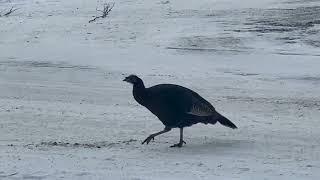 មាន់ព្រៃវង្វែង។ Spruce Grouse got lost ️