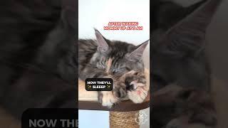  Best Time To Sleep | Cute Maine Coon Cats