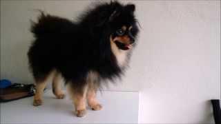 Black and Tan Pomeranian