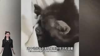 流浪小猫为了活命，下意识的举动，竟改变了它和男孩一家的命运！