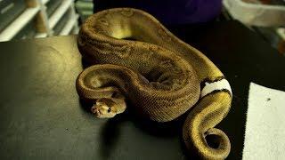 Ball Pythons, Are They A Good Gift?