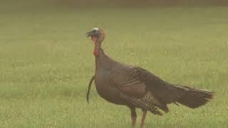 GOBBLER hunt off the Roost: decoy setup for success