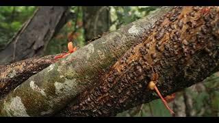 Explore the Living Root Bridge in Mawlynnong, Meghalaya | India’s Marvel of Natural Architecture.