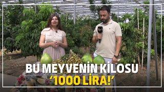 Bu Meyvenin Kilosu 1000 Lira!