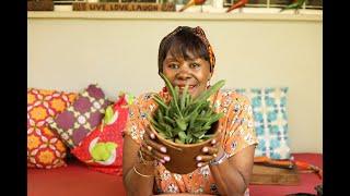 Gasteria "Little Warty" - Easy Propagation Using the Offsets.