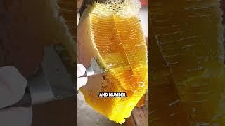 Why we need to save the bees