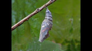 Emergence - new life for a Red Admiral butterfly