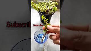 Jade plant Propagation in water | With 20 days result#ytshorts #shorts #viral#viralvideo