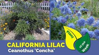 CALIFORNIA LILAC | Ceanothus 'Concha'