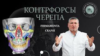 Контрфорсы черепа. Строение черепа / Buttresses of the skull