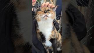 데슬이 원래 예뻐!