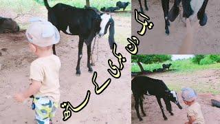 Tauseeq Haider in Parnana Jan's House |Playing with Goat |ایک دن بکری کے ساتھ|by The Haider Tv