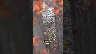 An Afternoon Deer Hunt with a Rifle!