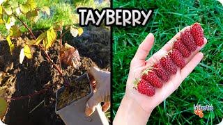  TAYBERRY: The Plant That EVERYONE Is Looking For To Grow || Toni's Garden