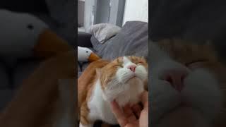 #милота #рыжий #длявас #смешные #котик #гриша