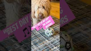 Tune Time With WINNIE follow for daily videos#dogshorts #goldendoodle