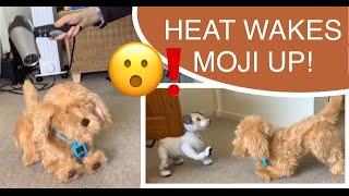 Skyrocket Moji the Lovable Labradoodle - Heat wakes him up! Plus interaction with Scout the  AIBO