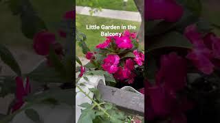 Little Balcony Garden