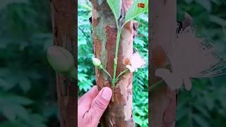 how to grafting guava  tree  #shorts #agriculture #farming